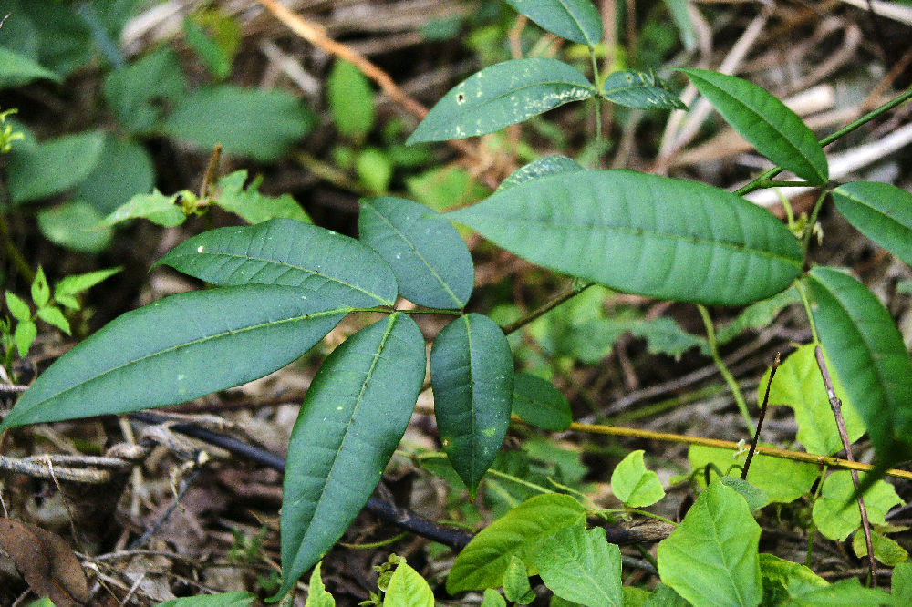 入山虎