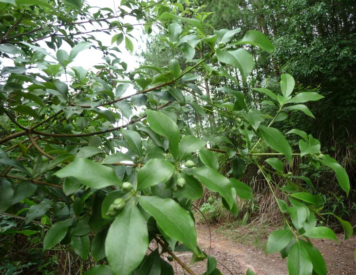 瑶药之上山虎