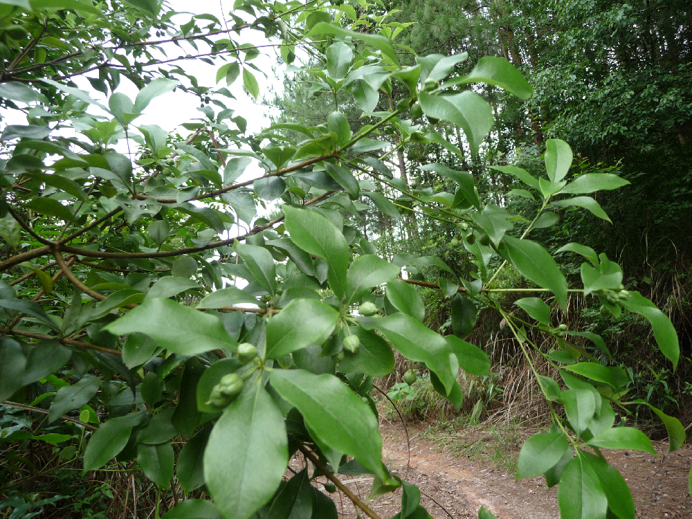 上山虎