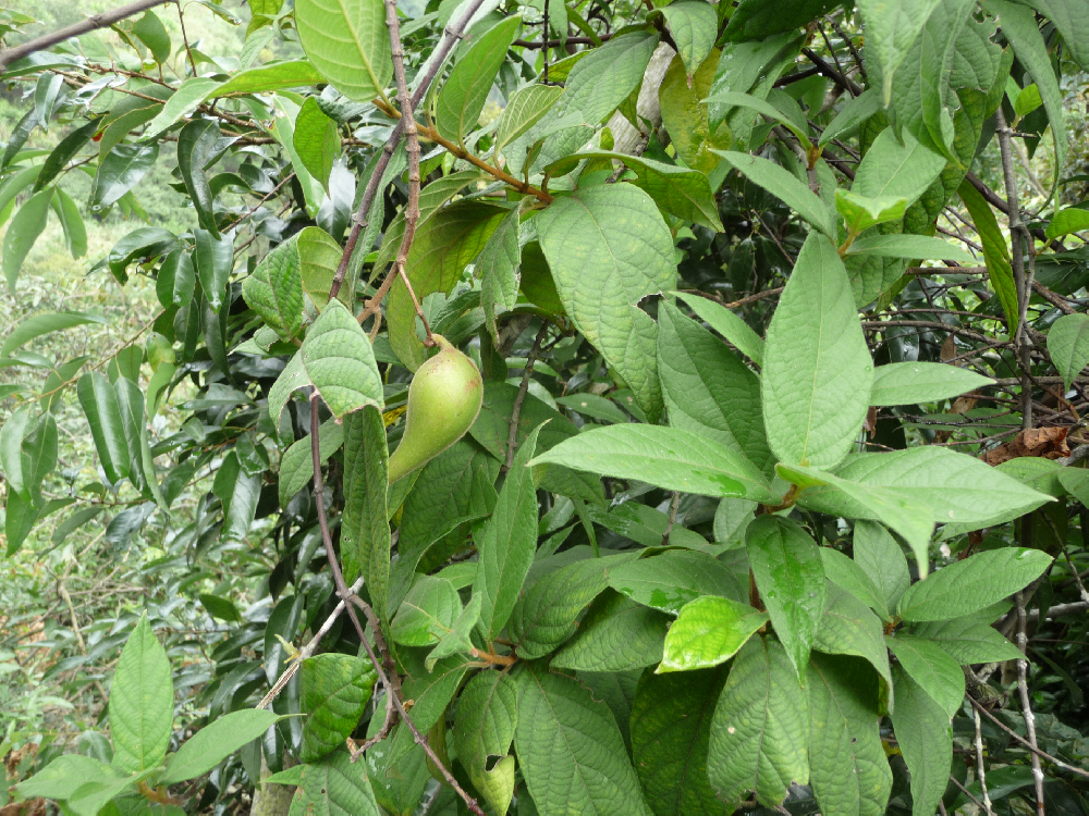 瑶族草药之红九牛